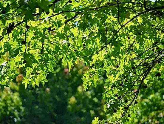 Köyceğiz Hakkında