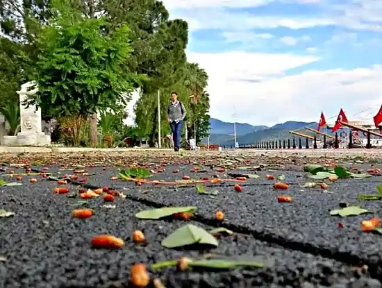 Köyceğiz Hakkında