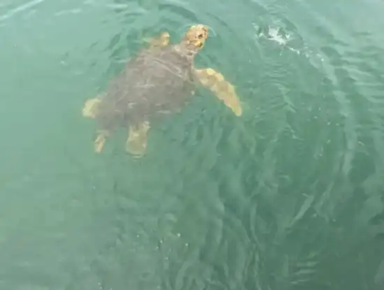 Köyceğiz Hakkında