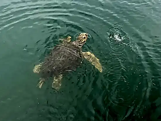 Erçin Boat - Köyceğiz Tekne Turu