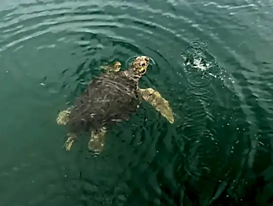 Köyceğiz Tekne Turu