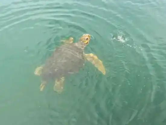 Köyceğiz Dalyan Çamur Banyosu Tekne Turu.