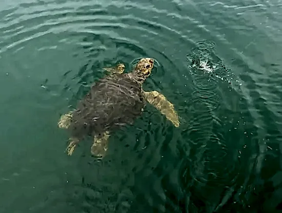 Köyceğiz Tekne Turu Fiyatları